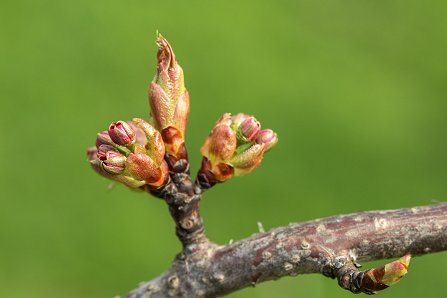Prunus serrulata 'Kanzan'_02-04-2024.jpg