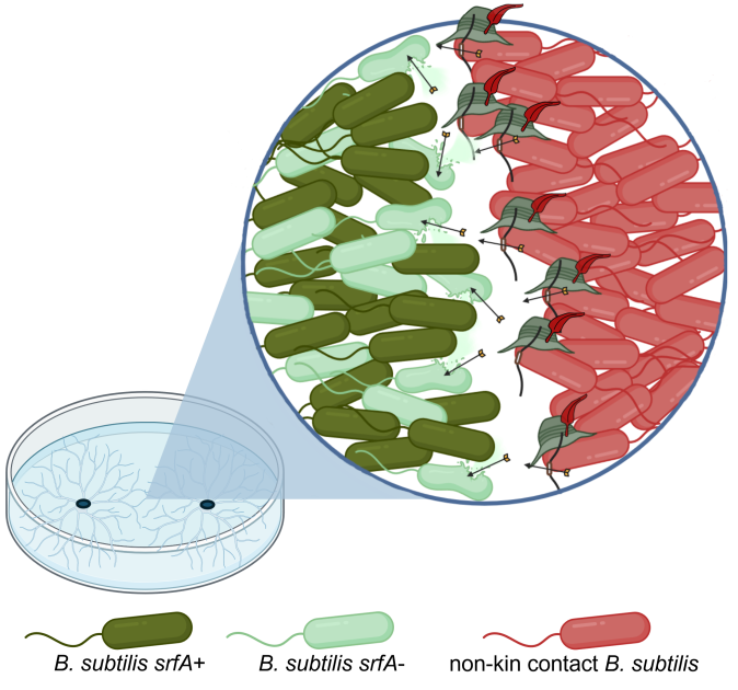 Graphical abstract (final)