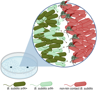 Graphical abstract (final)